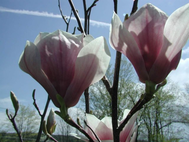 magnoliacloseup.jpg